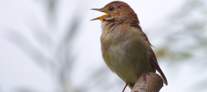 „Stunde der Gartenvögel“: Zahl der Nachtigallen stark gestiegen